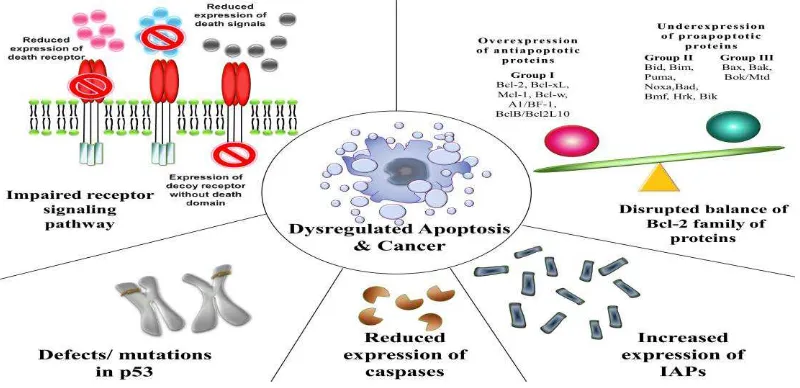 Gambar 4  Mekanisme perubahan Apoptosis dan proses Karsinogenesis25 
