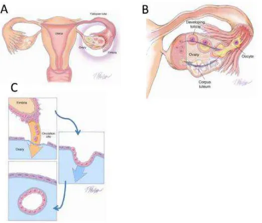 Gambar 5. Transfer dari normal tuba epitelium ke ovarium.  