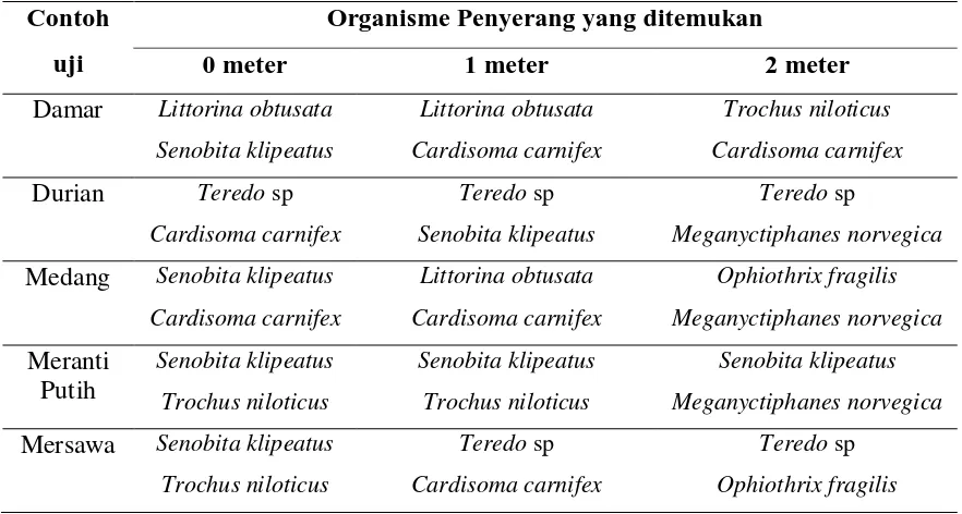 Tabel 4. Organisme Penyerang Yang Ditemukan Pada Kayu 