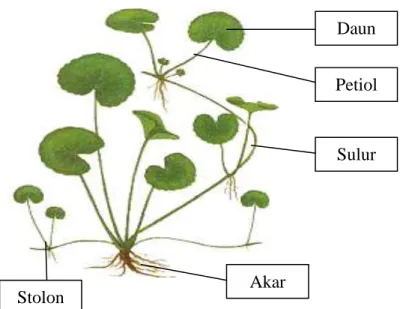 Gambar 2.1.  Pegagan (Centella asiatica) 