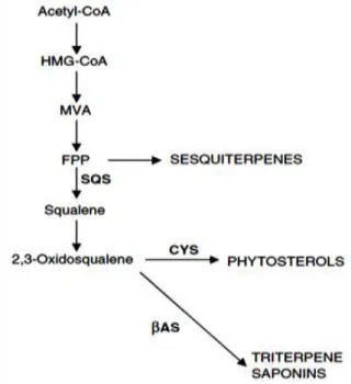 Gambar 2.3.  Biosintesis Triterpen Saponin 