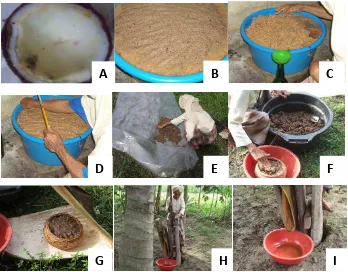Gambar 2.1  Tahap proses pembuatan pliek u. (A) buah kelapa yang sudah dibuang airnya dan dibiarkan selama 4-5 hari; (B,C,D) daging buah kelapa yang sudah dikukur dan dibiarkan 5 hari sampai keluar minyak (minyeuk simplah); (E,F,G,H,I) proses penjemuran, pemeraman dan pemerasan untuk memperoleh minyak (minyeuk brok) dan pliek u (Nurliana, 2009) 