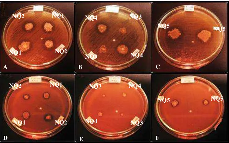 Gambar 4.3 Uji in vitro 5 isolat terpilih terhadap E. coli ATCC 25922 (A, B, C) dan Staph