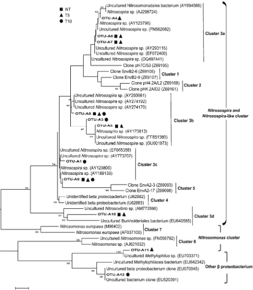 Fig. 4 Phylogenetic relationships of AOB-16S rRNA gene sequences. Bootstrap values of >50 % (obtained with 1,000 resamplings) are shown atthe nodes