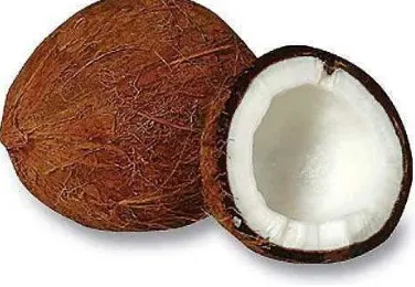 Gambar 3.1. Buah kelapa 