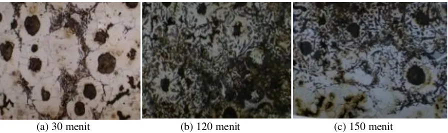 Gambar 1 Mikrostruktur Besi Tuang Nodular  dilokasi 5 – 10 mikro dibawah permukaan. Suhu pemanasan 800 oC dan waktu tahan yang berbeda