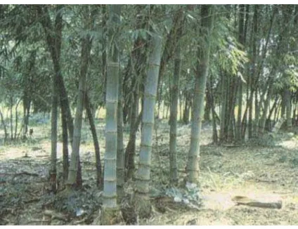 Gambar 2. Bambu Betung 