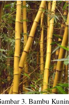 Gambar 3. Bambu Kuning 