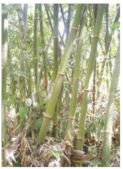Gambar 4. Bambu Belangke 