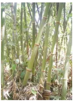Gambar 4. Bambu Belangke 