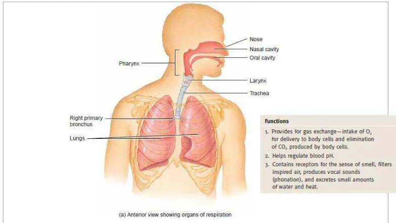 Gambar 2.7. Anatomi Sistem Pernapasan (Tortora & Derrickson, 2009) 