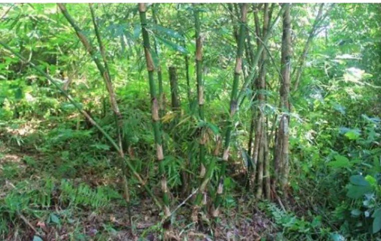 Gambar 2. Bambu Belangke 