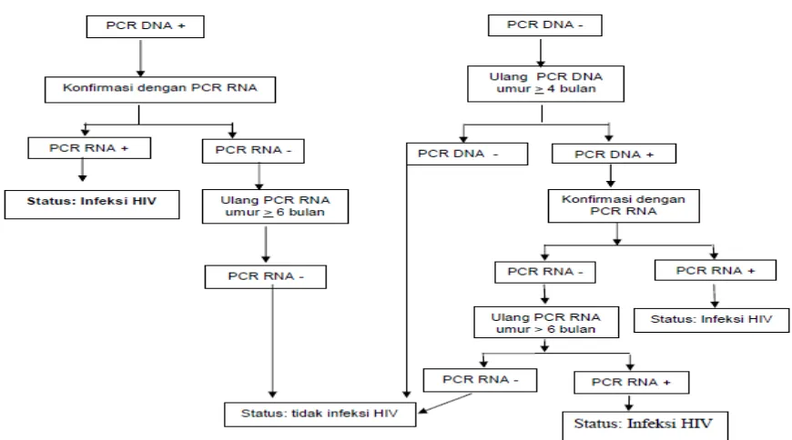 Gambar 2.1. Algoritma uji HIV berdasarkan PCR DNA pada bayi dari ibu HIV+ 