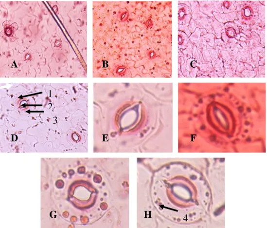 Gambar 2. Variasi ukuran stomata dan jumlah kloroplas pada sel penjaga pada N. mirabilis hasil mutasi kolkisin (perbesaran 10x40)