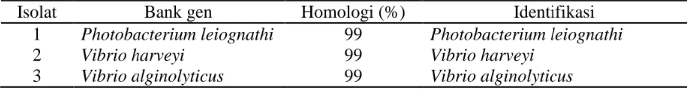 Tabel 2. Homologi sekuen DNA tiga isolat bakteri uji dengan isolat dari bank gen. 