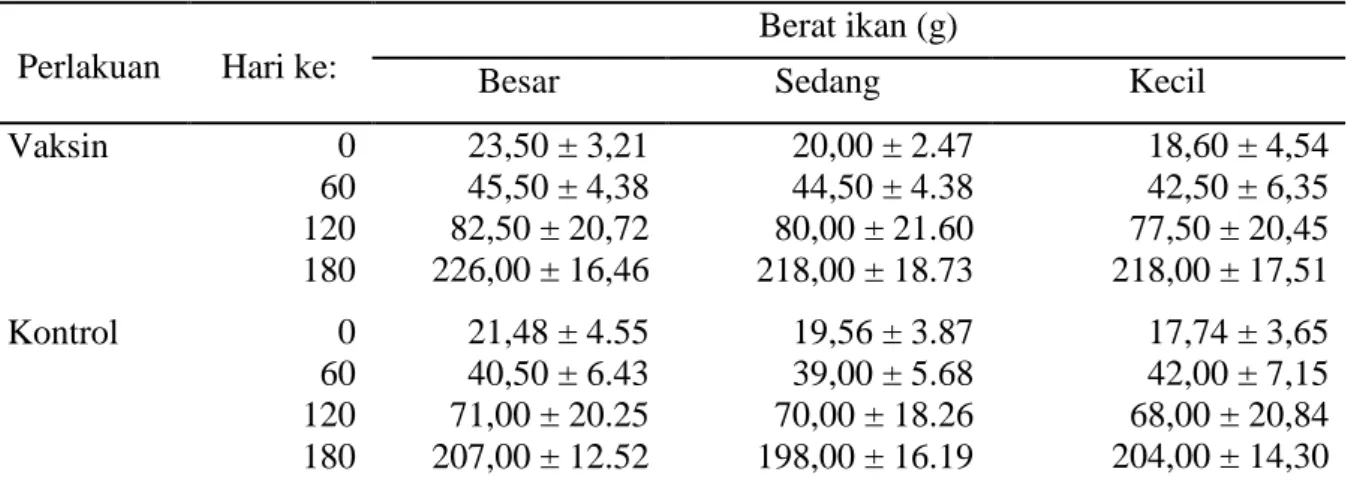 Tabel 4. Rata-rata bobot ikan kerapu macan yang diberi vaksin polivalen dan dipelihara di  KJA Sumbawa selama 6 bulan