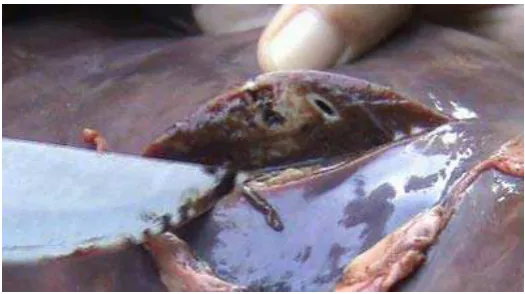 Gambar 2.11 Opistorchis viverrini (Sumber : CDC, 2012) 