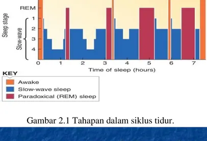 Gambar 2.1 Tahapan dalam siklus tidur. 