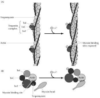 Gambar 2.2. Gambar kompleks troponin, tropomiosin, aktin dan miosin  