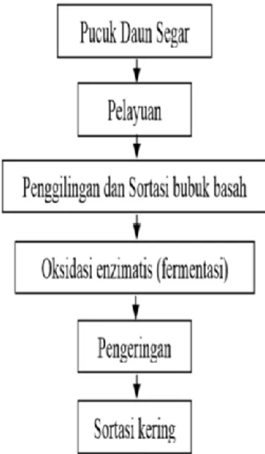 Diagram 2. Peroses Pengolahan Teh hitam ( Black tea ).  1. Pelayuan (withering trough ) 