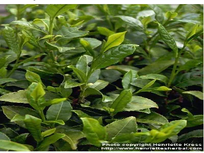 Gambar. 2.1. Daun Camellia sinensis (Kress, 2011) 