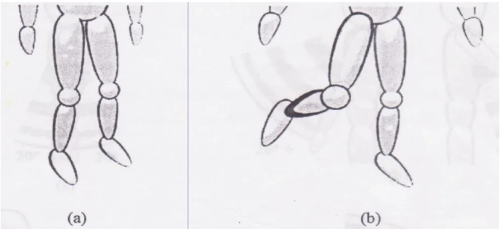 Gambar 3. Range pergerakan kaki (a) kaki tertopang, bobot tersebar  merata, (b) kaki tidak tertopang, bobot tidak tersebar merata