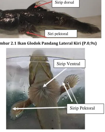 Gambar 2.1 Ikan Glodok Pandang Lateral Kiri (P.0,9x) 