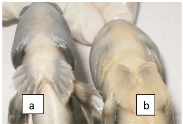 Gambar 4.1 Sirip ventral ikan glodok (P.0,9x)          a.Sisi sirip dikedua sisi terpisah  (Periopthalmus gracilis)                     b