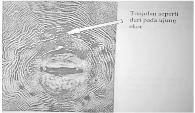 Gambar 3. Ciri khusus pola perineal Meloidogyne hapla (Sumber : Eisenback, 2003) 
