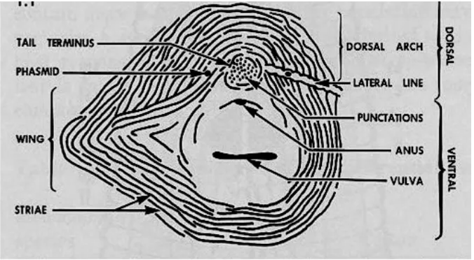 Gambar 1. Morfologi pola perineal Meloidogyne spp.  (Sumber: Eisenback, 2003) 