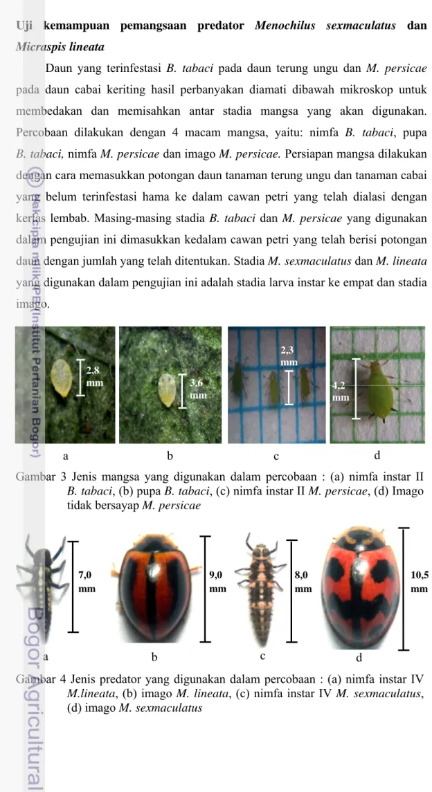 Gambar 3 Jenis mangsa yang digunakan dalam percobaan : (a) nimfa instar II   B. tabaci, (b) pupa B