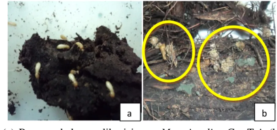 Gambar  1.    (a)  Rayap  sebelum  aplikasi  jamur  M.  anisopliae  Cps.T.A  (b)  rayap  yang  mati  setelah  aplikasi  yang  diselimuti  miselium  jamur  M