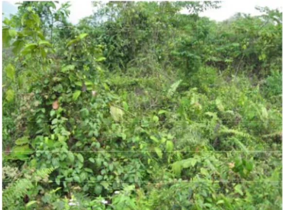 Gambar 4. Sebagian penggunaan lahan berupa semak belukar. 