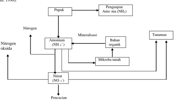 Gambar 1  Perubahan senyawa nitrogen dalam tanah  (Bockman et al. 1990).  Penguapan Amo nia (NH 3 ) Pupuk   Tanaman  Mikroba tanahNitrat (NO3-) Bahan organik  Amonium (NH4+) Denitrifikasi  Mineralisasi  NitrogenHidrolisis  Nitrogen oksida Pencucian  
