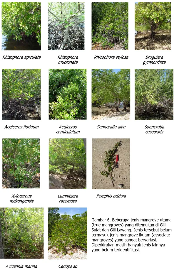 Gambar 6. Beberapa jenis mangrove utama  (true mangroves) yang ditemukan di Gili  Sulat dan Gili Lawang