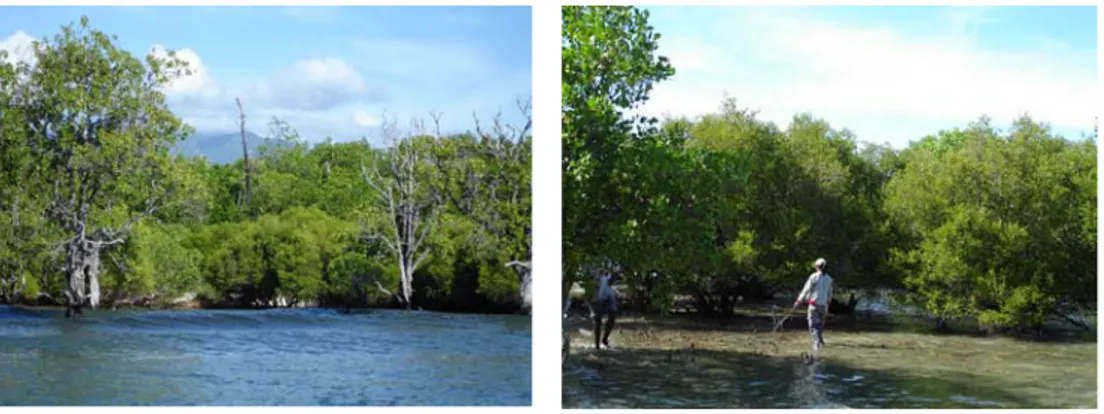 Gambar 8. Struktur komunitas hutan mangrove di pantai sisi timur pada saat pasang. 