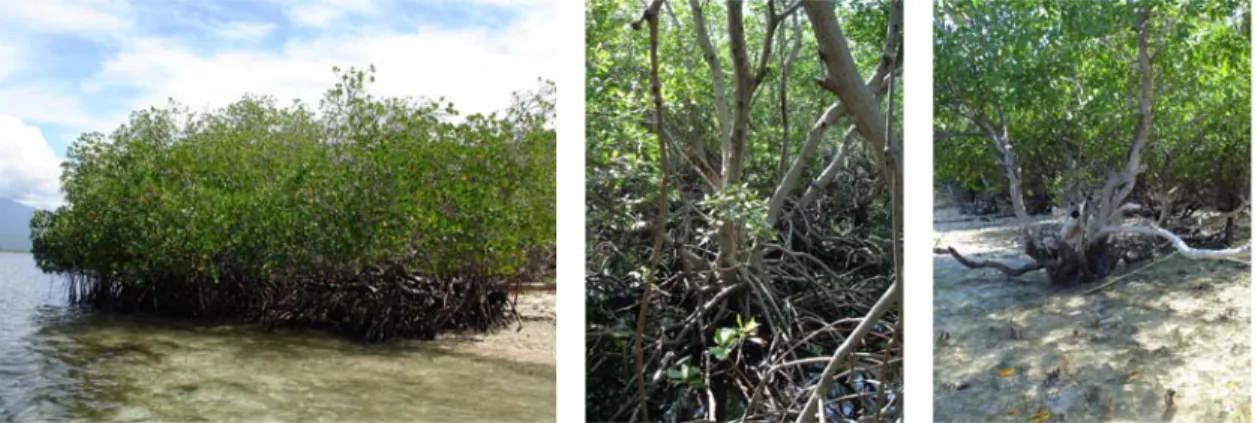 Gambar 9. Struktur komunitas hutan mangrove di zona transisi. 