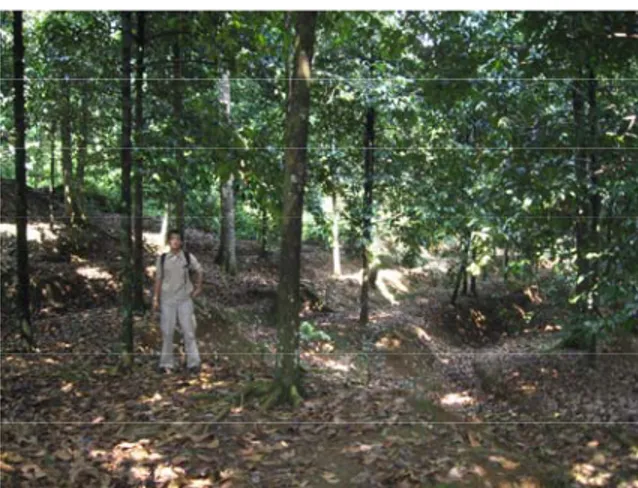 Gambar 10. Perkebunan manggis daerah Cendawasari. 