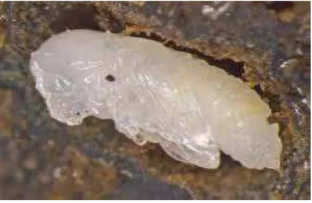 Gambar 3. Larva Hypothenemus hampei Ferr.Sumber : www. nbair. res. In 
