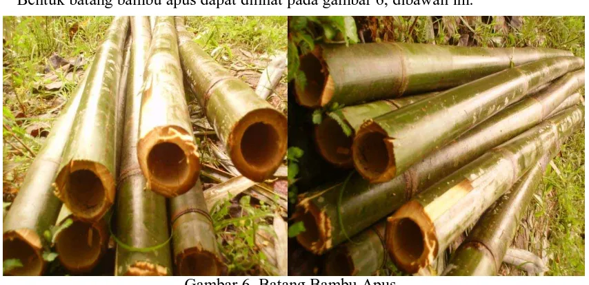 Gambar 6. Batang Bambu Apus 