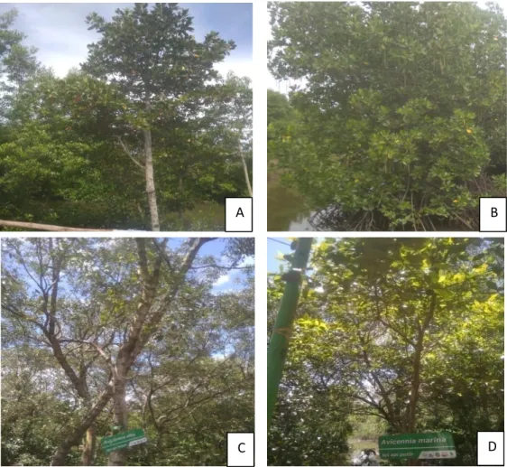 Gambar 4.1. Beberapa Jenis Vegetasi Mangrove pada Lokasi Penelitian  a.  Bruguiera  sexangula  (Mata Buaya)      b 