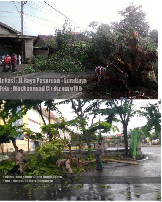 Gambar 1. Pohon tumbang di Surabaya dan Pasuruan  (Sumber : E100 Surabaya) 