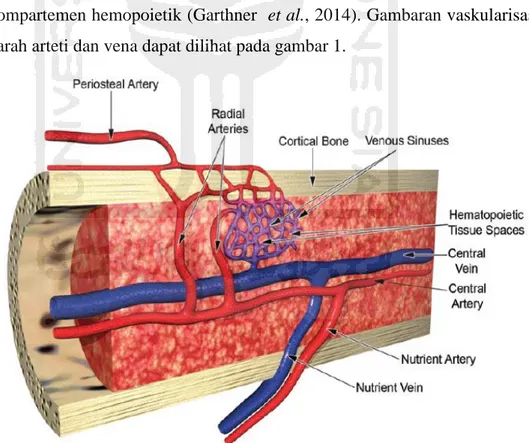 Gambar 1. Vaskularisasi sumsum tulang (Travlos, 2006) 