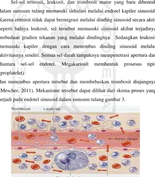 Gambar 3. Endotel sinusoid dalam sumsum tulang (Mescher, 2011) 