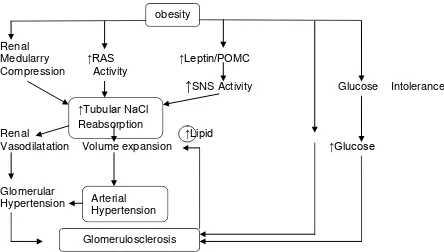 Gambar 2.1. Mekanisme obesitas menimbulkan hipertensi.20