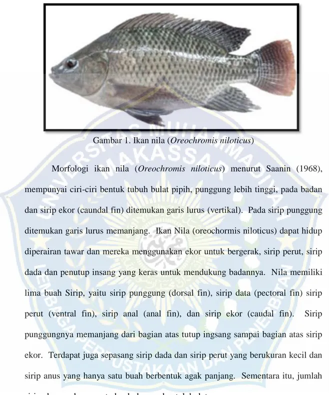 Gambar 1. Ikan nila (Oreochromis niloticus) 
