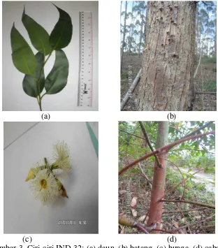 Gambar 3. Ciri-ciri IND-32; (a) daun, (b) batang, (c) bunga, (d) cabang  
