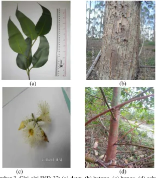 Gambar 3. Ciri-ciri IND-32; (a) daun, (b) batang, (c) bunga, (d) cabang  
