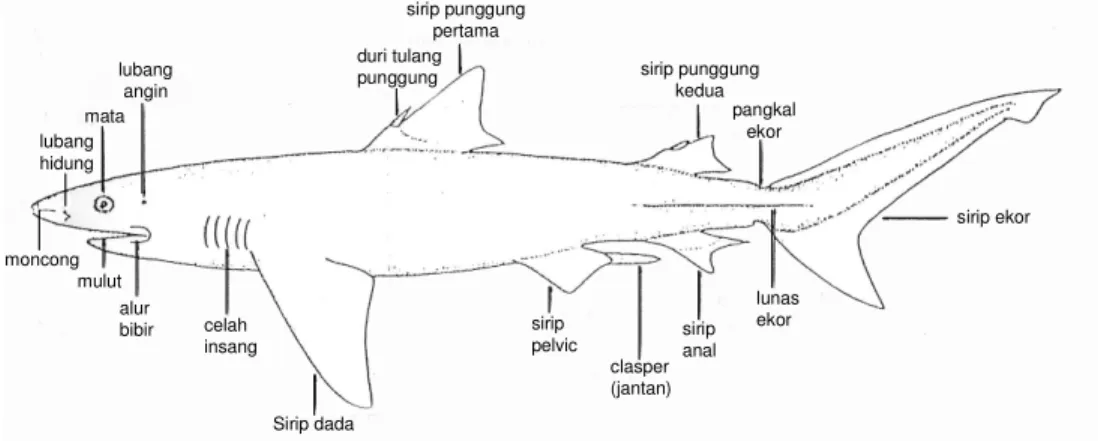 Gambar 1.  Morfologi ikan cucut. 