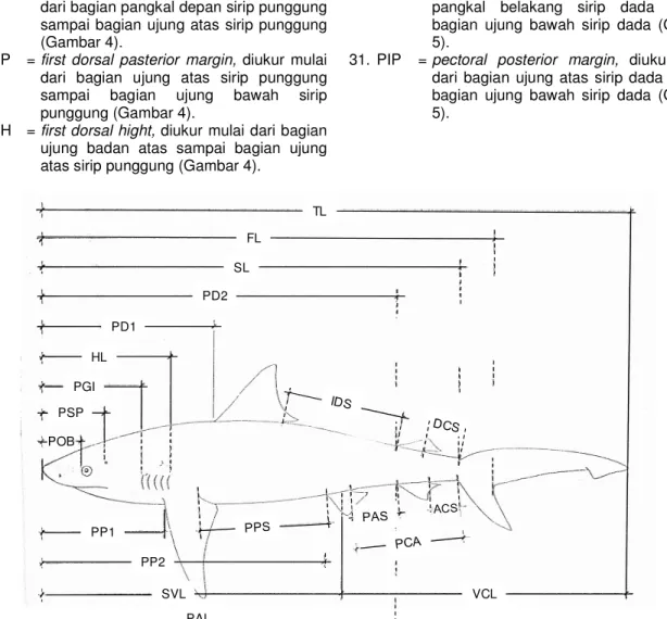 Gambar 2.  Karakter-karakter yang diukur dalam morfometrik. 